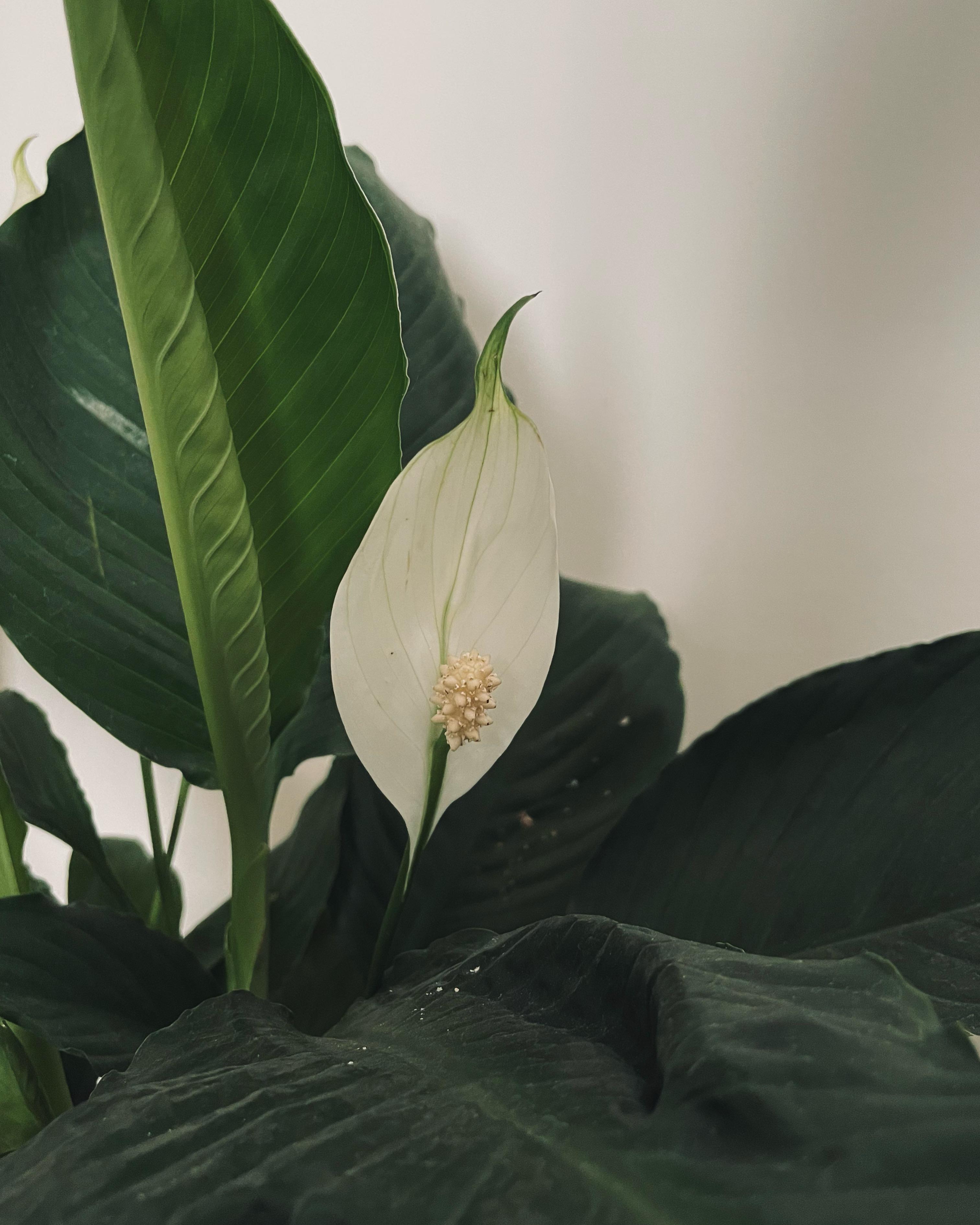 Calming green plant